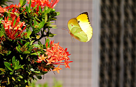 yellow sulfur butterfly flying near red petaled flower during daytime thumbnail