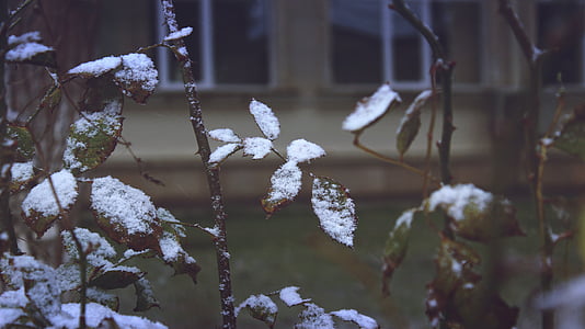 snow on green leaves thumbnail
