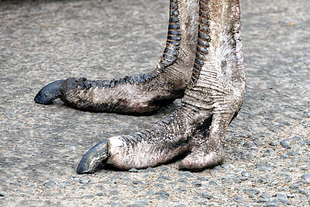 black and brown animal foot thumbnail