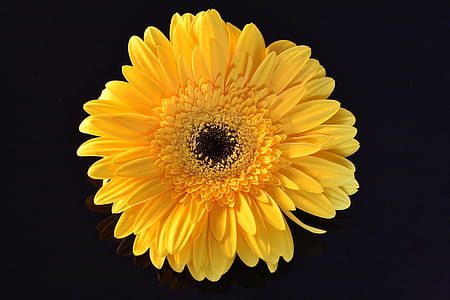 top view of sunflower thumbnail