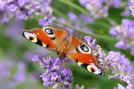 orange, white, and black moth perched on purple petaled flower thumbnail