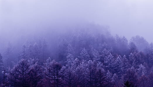 landscape photography of pine trees with fog thumbnail