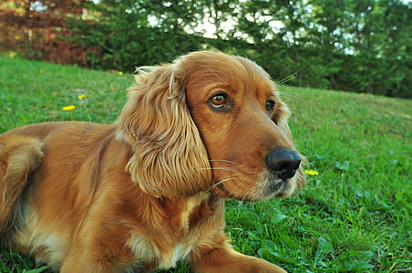 close-up photography of long-coated tan dog lying on green grass field thumbnail