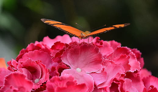 brown butterfly on top of pink flowers thumbnail
