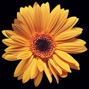 yellow petaled flower thumbnail