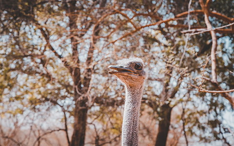 ostrich outdoor during daytime thumbnail