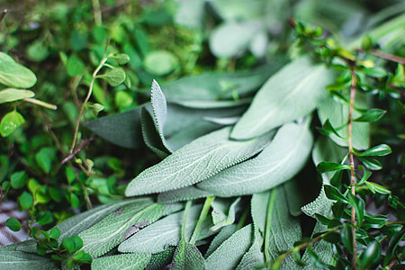 Different kinds of fresh herbs thumbnail