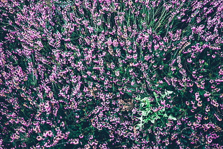 aereal photography of purple flowers during daytime thumbnail