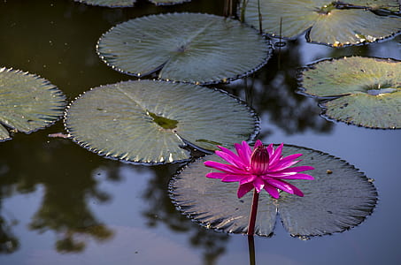 water lilly flower thumbnail