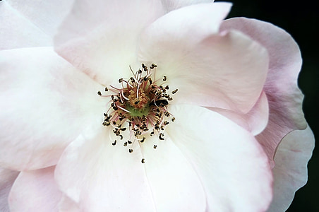 close up photography of pink rose flower thumbnail