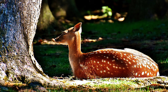 brown deer lying on grass near tree thumbnail