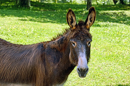 photo of brown and white donkey thumbnail