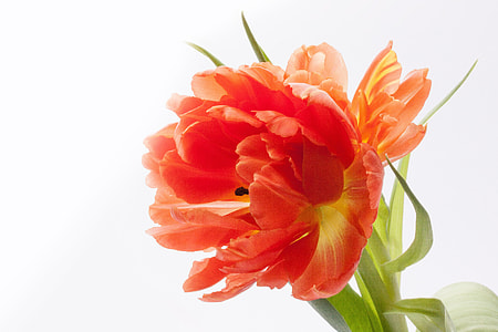 close-up photography of red and orange petaled flower thumbnail
