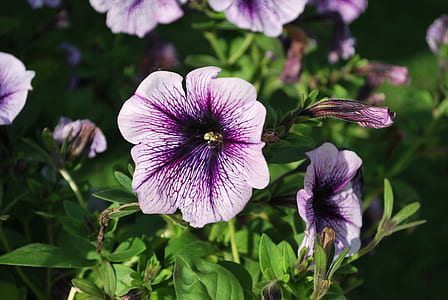 selective focus photo of petunias in bloom thumbnail