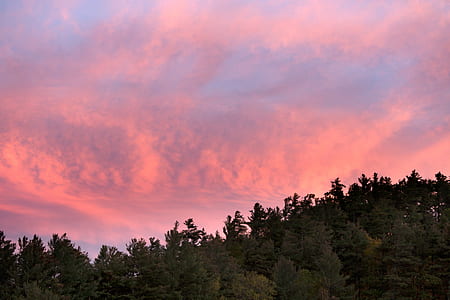 Green Forest Trees Under Pink and Blue Sky during Sunset thumbnail