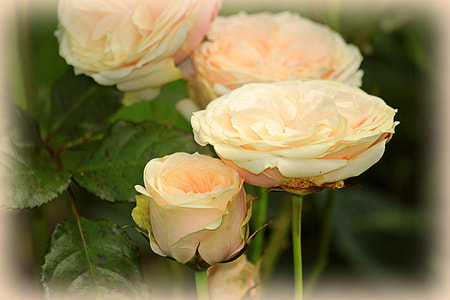selective focus photography of white petaled flowers thumbnail
