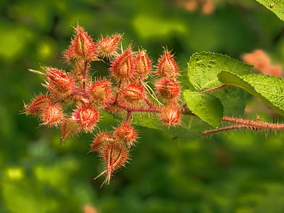 selective focus photography of red fruit thumbnail