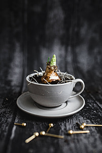 Little seedling in a cut with walnuts and golden pins thumbnail