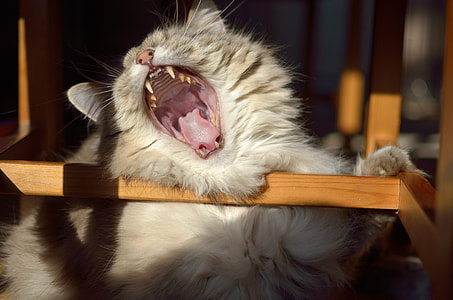 gray Persian cat thumbnail