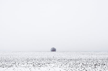 tree coated snow thumbnail