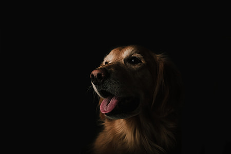 brown dog in dark room thumbnail