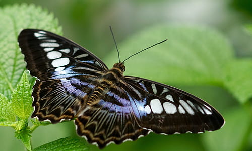 Black Butterfly on Green Leaf thumbnail