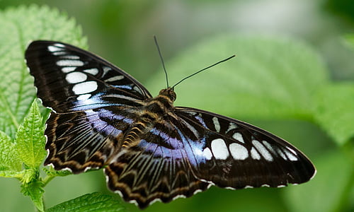 photo of black and white butterfly thumbnail