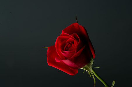 seletive focus photo of red rose thumbnail