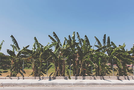 banana trees beside road thumbnail