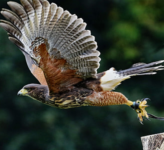 selective focus of flying brown and gray eagle thumbnail