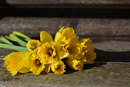 yellow flowers thumbnail