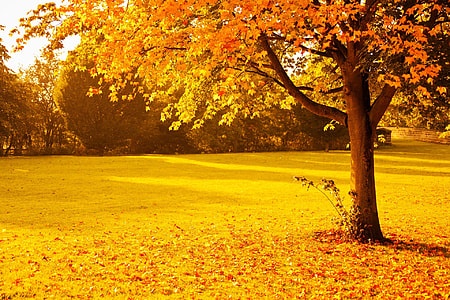 Maple tree with dried leaves on the ground photo thumbnail