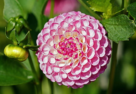 selective focus photography of pink petaled flowers thumbnail