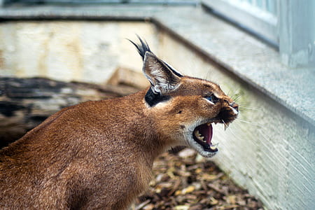 brown and black caracal thumbnail