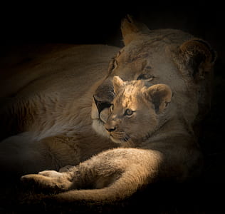 lioness and cub vignette photography thumbnail