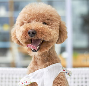 adult tan toy poodle with white costume on selective focus photo thumbnail