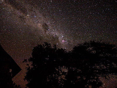 silhouette of tree under starry sky during nighttime thumbnail