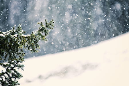 close up photography of pine tree during snow thumbnail