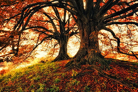 two maple trees photo thumbnail