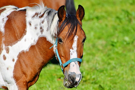 white and brown horse on green grass thumbnail