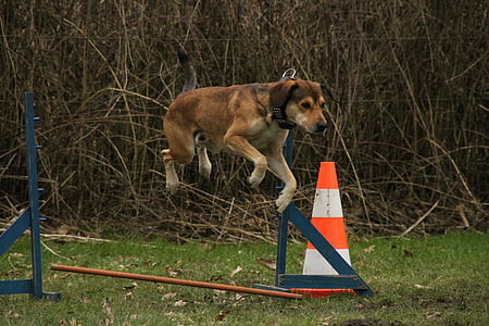 tan dog jumping near cone and plant at daytime thumbnail
