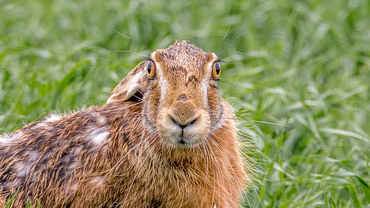 brown animal in shallow photography thumbnail