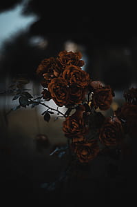 macro shot of roses thumbnail