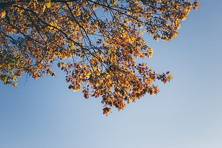 low angle photography of orange tree thumbnail
