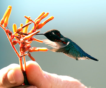 focus photography of blue and white hummingbird and orange flower near person's right hand thumbnail