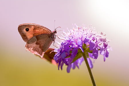 focused photo of brown butterfly on top of purple flower thumbnail