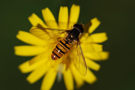 close up photography of hover fly on yellow flower thumbnail