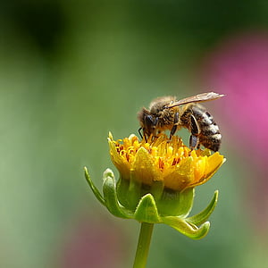 honey bee perching on yellow flower in close-up photography thumbnail