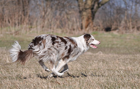 white, brown, and gray dog thumbnail
