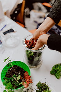 Building Rainforest Terrarium in a Jar thumbnail